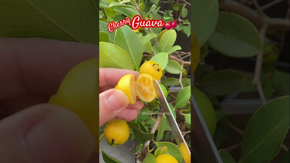 Cherry Guava 🍒😱 #satisfying #shorts #fruitcutting #fruit #enjoy