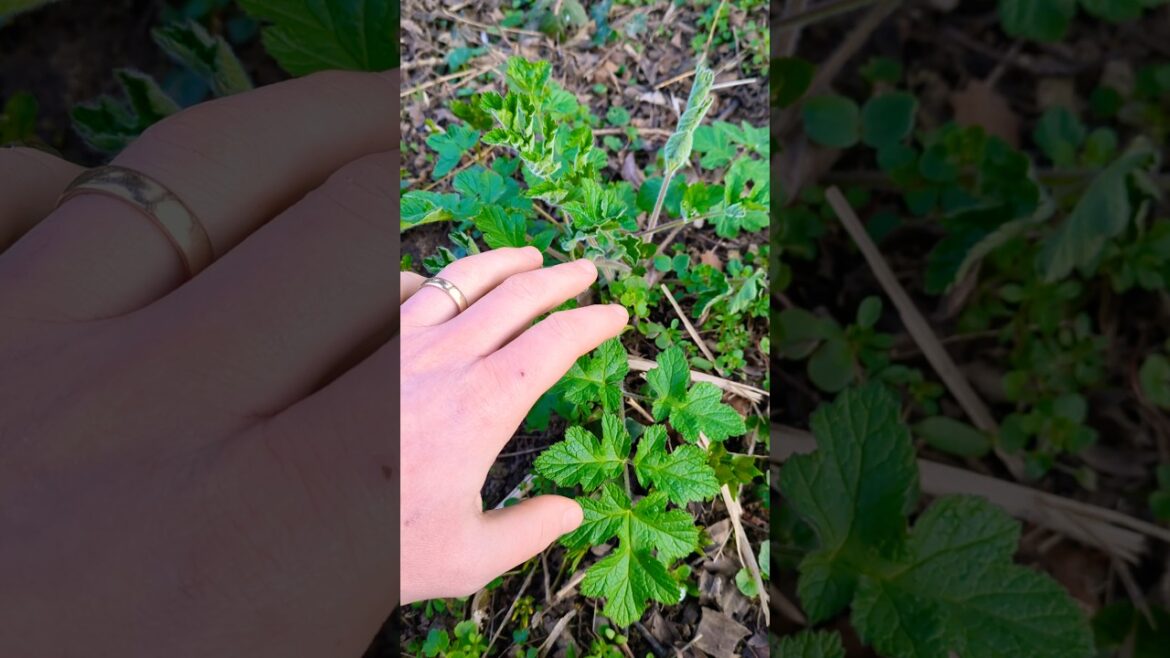 I'm still too scared to pick this plant - hogweed (tasty) or giant hogweed (evil)