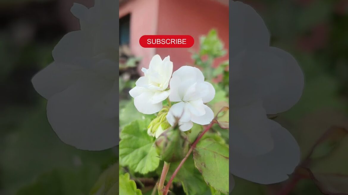 flower lover.shorts. #trending #trendingsong #trendingshorts #shorts flower lover.shorts. #trending #trendingsong #trendingshorts #shorts