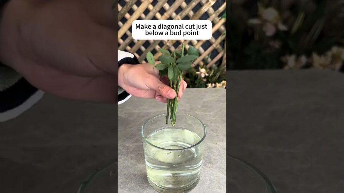 Easy Rose Cutting Propagation: Root in 30 Days! #rosepropagation #gardeningtips #easycuttings Easy Rose Cutting Propagation: Root in 30 Days! #rosepropagation #gardeningtips #easycuttings