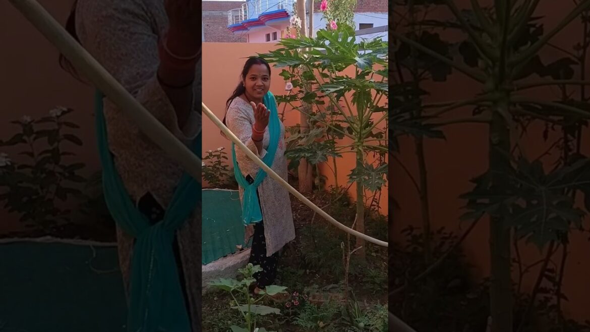 आखिर जुगाड़ लगाकर मैंने लगा लिया पपीते का पौधा #shortvideo #terracegardenindia #viralvideo #garden