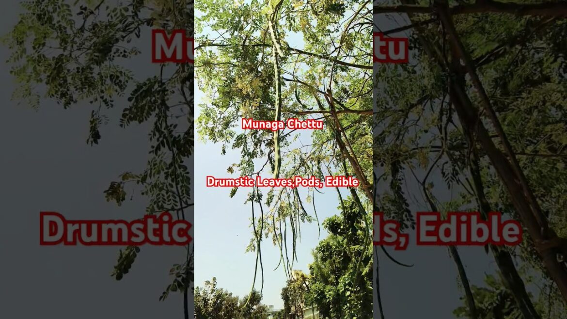 Munaga Chettu/Drum Stick #Shorts#Leaves#Fruit#Pod#Best#Love#Edible #Food #Vegetables