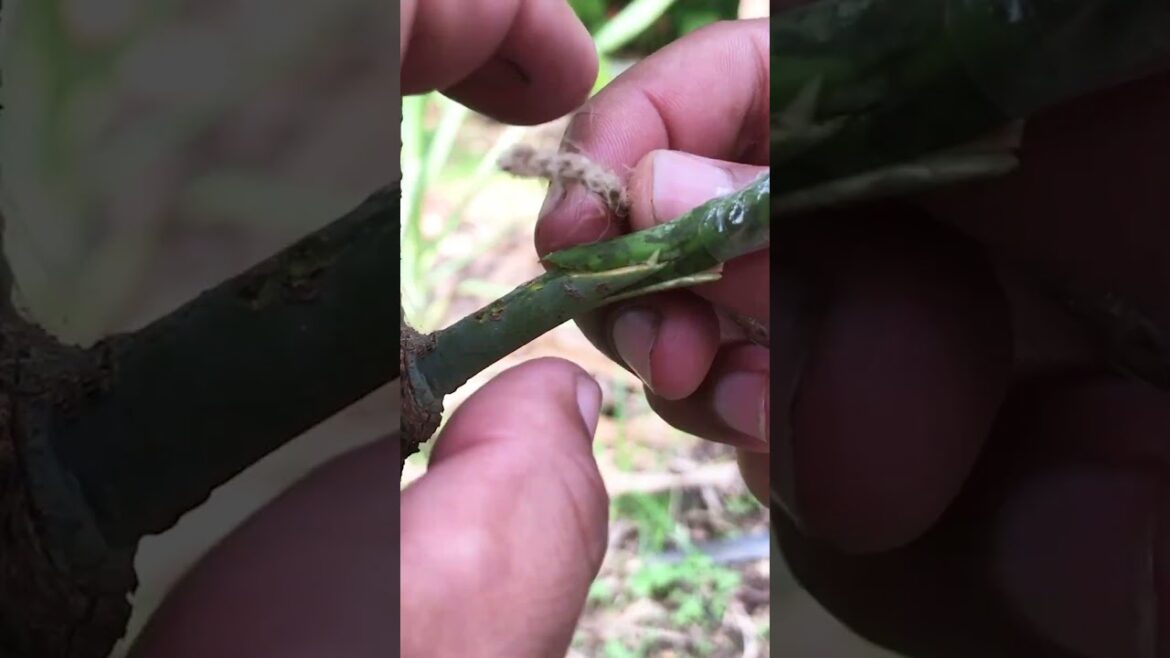 Easy Mango Branch Grafting for High Success EP270