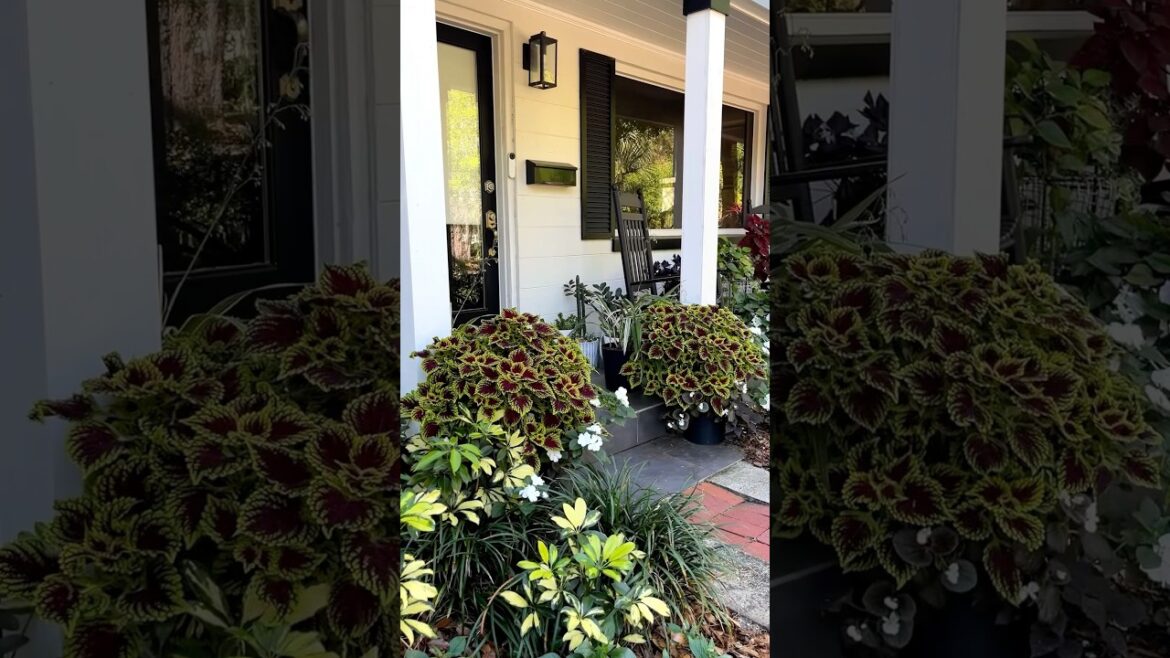 Thriving Front Porch Containers! #gardening #containergardening #shorts