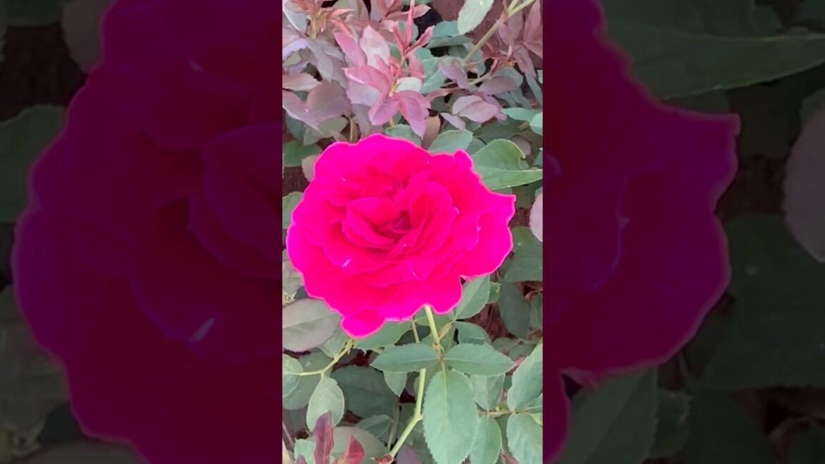 Any time rose plans #2024 #agriculture #2021garden