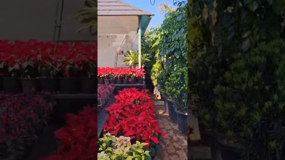 Gardening l🌷You See This Edible Plant A Lot In TheGarden #gardening #garden #satisfying #shortvideo