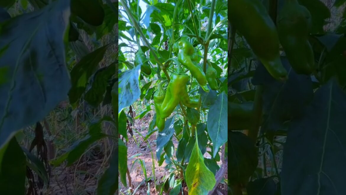 Episode 89:🌶️🍅Living in the countryside. #farming #gardening #countryside