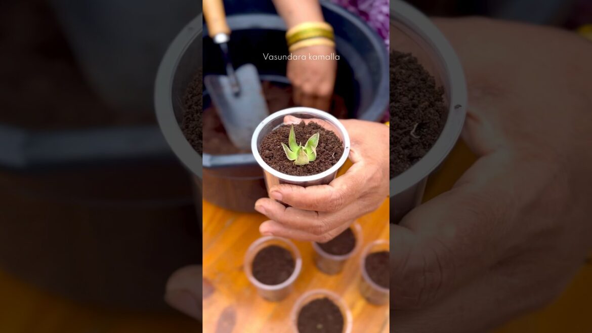 Growing plant from its flowers 🌹