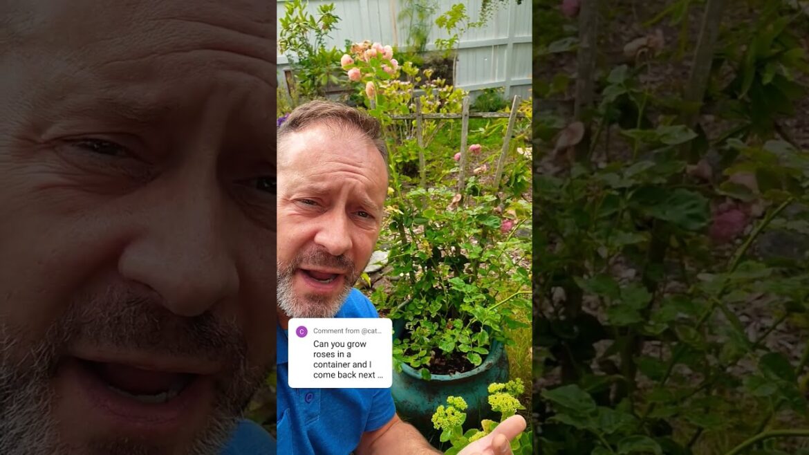 Question: Can You Grow Roses in Containers? #shorts #roses #container