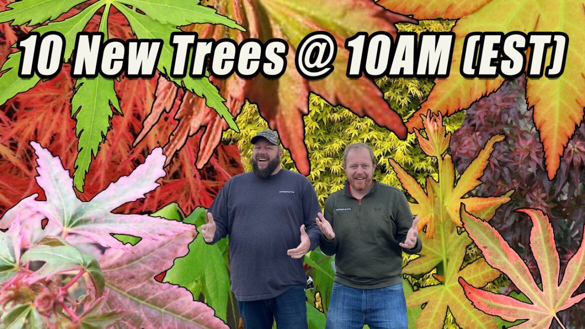 10 New Heart-pounding Japanese Maples For Your Garden Landscape | 10 New Trees @ 10AM (EST)