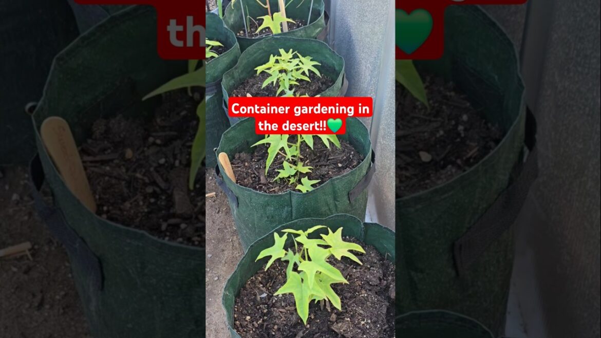 Growing in containers 💚 #containergardening #desertgarden #gardentips #growbags