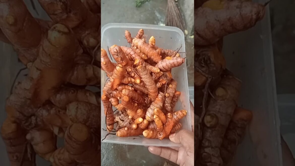 #minivlog -2/மஞ்சள் அறுவடை / #day #shorts #viralvideo #dayshorts #gardening