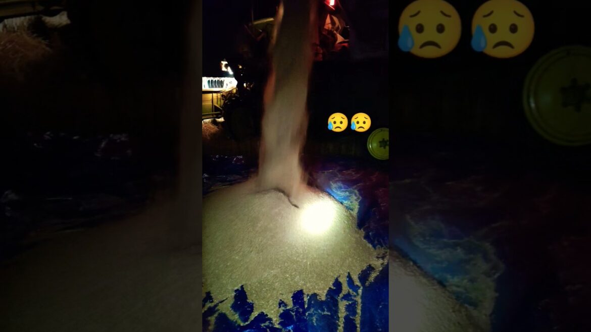 Witness the wheat 🌾 farming #shortsfeed #shortsviral #farmer #farming #indiancrops #trendingshorts Witness the wheat 🌾 farming #shortsfeed #shortsviral #farmer #farming #indiancrops #trendingshorts