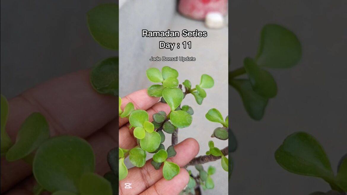 Jade Bonsai | Jade Bonsai Growth π± #shorts Jade Bonsai | Jade Bonsai Growth π± #shorts