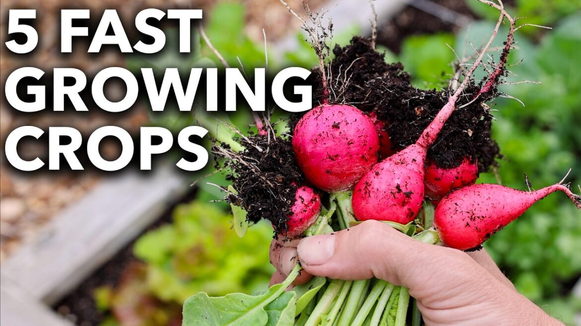 5 Veggies that Grow FASTER than Weeds…