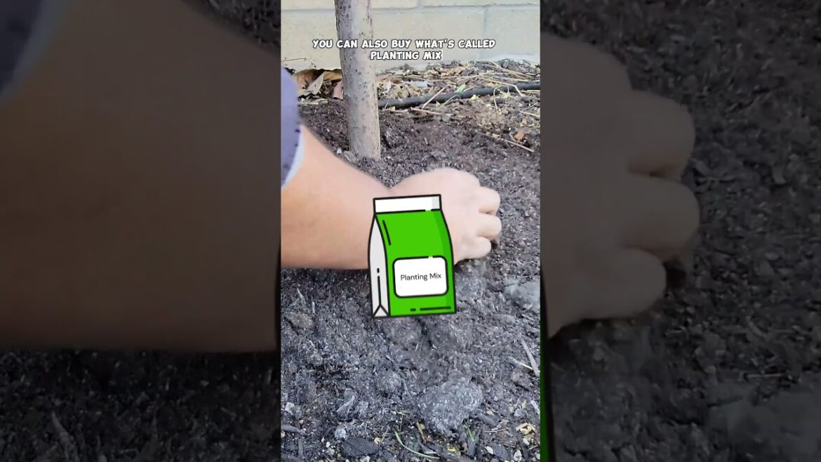 How to Fertilize and Grow Juicy Pluots in Your Backyard 🍑🌱 #Shorts