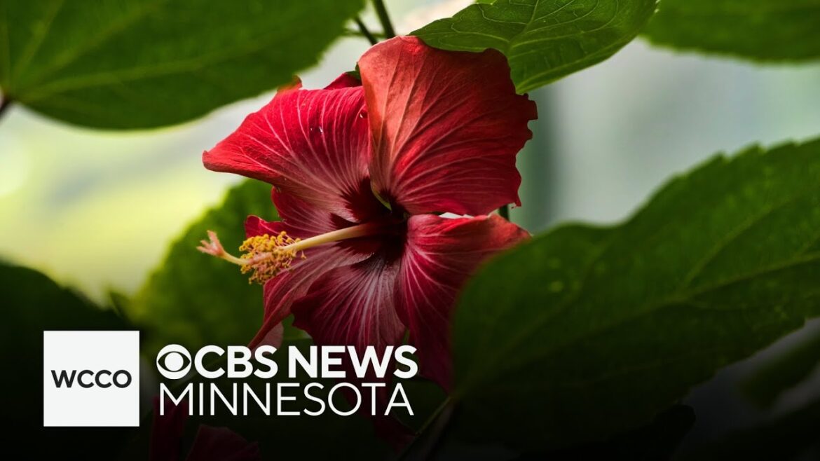 Get away to paradise at Gallera Edina’s flower show