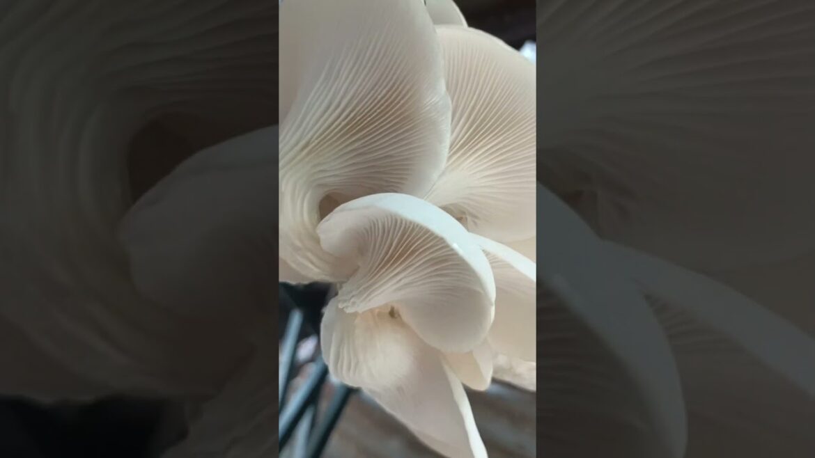 The Surprising Culture Behind Mushroom Farming #mushroom #farming #life The Surprising Culture Behind Mushroom Farming #mushroom #farming #life