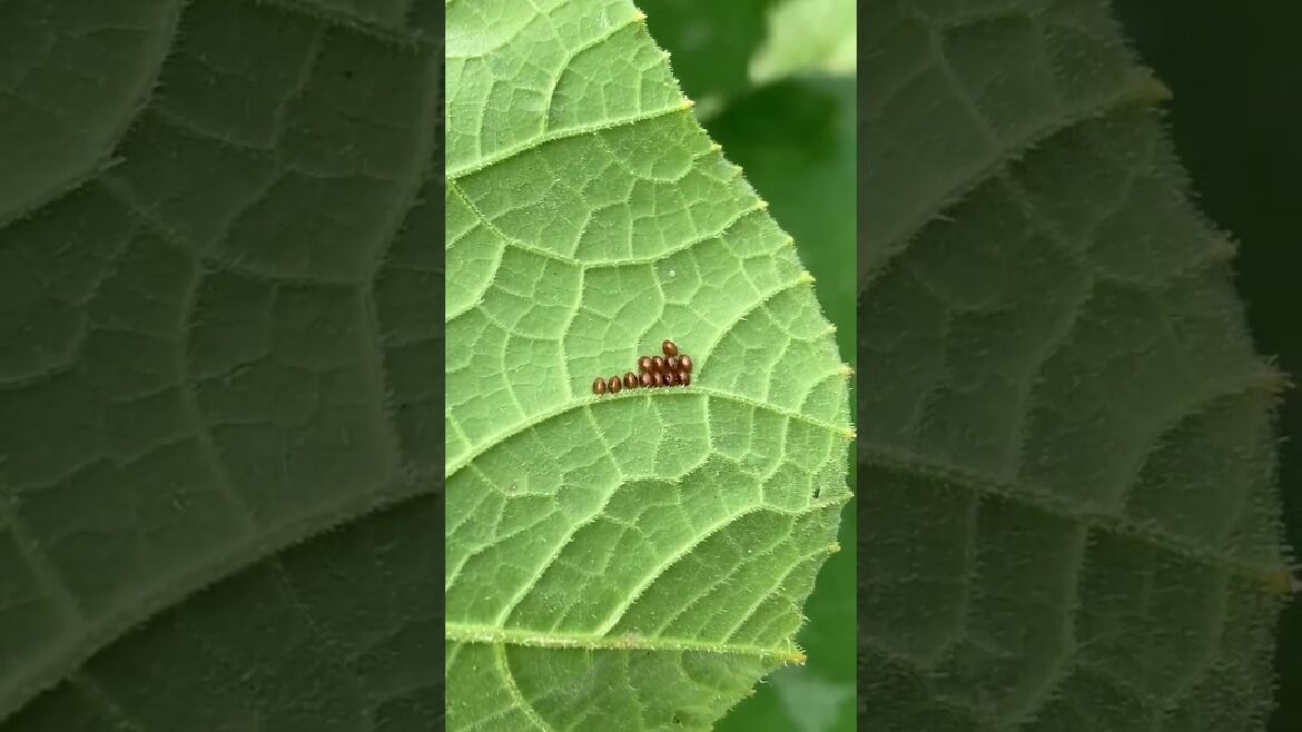 Garden Invaders: The Elusive Squash Bug | Tips To Control Pests Garden Invaders: The Elusive Squash Bug | Tips To Control Pests