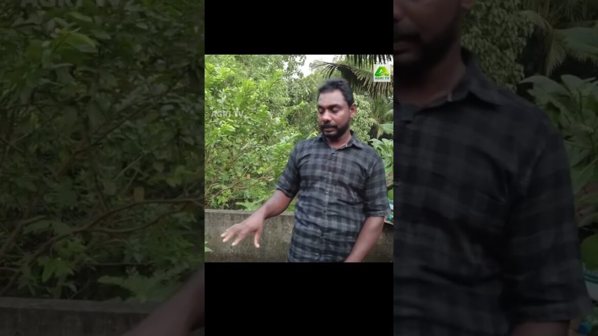 മണ്ണില്ലാ മുളക് കൃഷിയിൽ ഇത്രയും വിജയമോ ! ശരിക്കും അത്ഭുതപ്പെടുത്തി ഈ വിളവ്