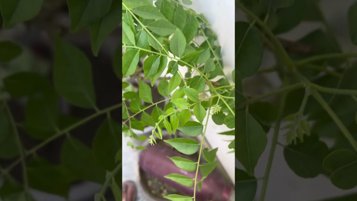 Meetha neem #curryleafplant #karepatta#vastuplants