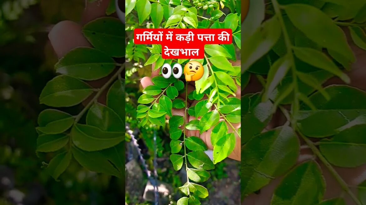 गर्मियों में कडी  पत्ता की देखभाल कैसे करें ?👀🤔 #garden #gardening #terracegardenindia #trending
