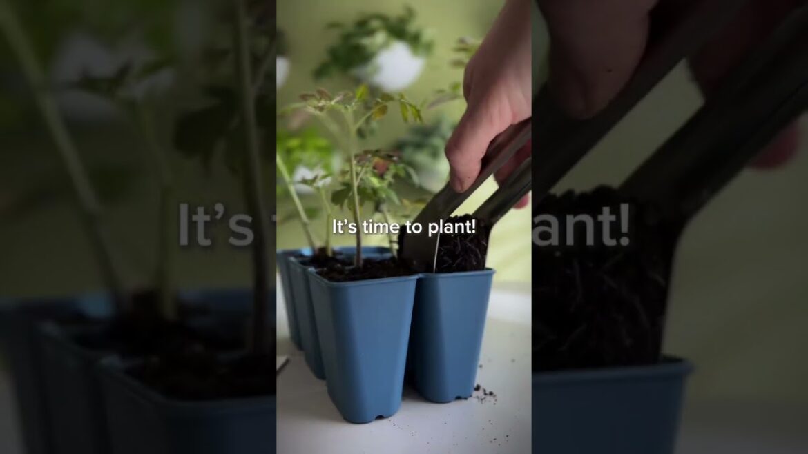 Garden Planting 2025