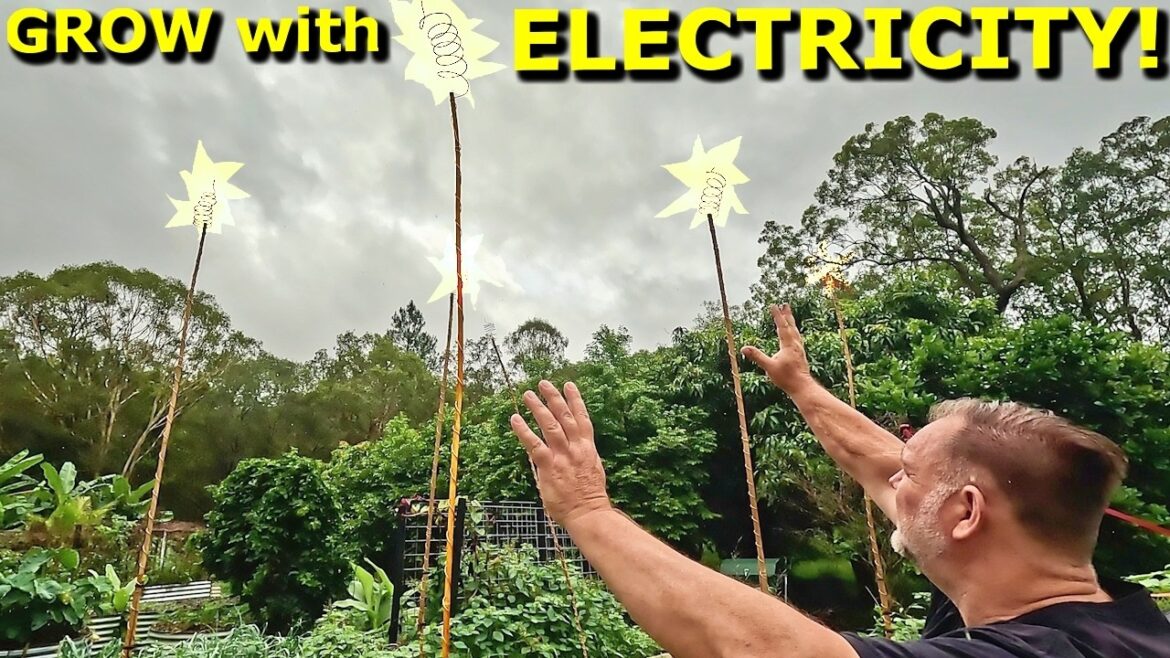 Does ELECTRICITY from the SKY Grow Bigger Vegetables? Does ELECTRICITY from the SKY Grow Bigger Vegetables?
