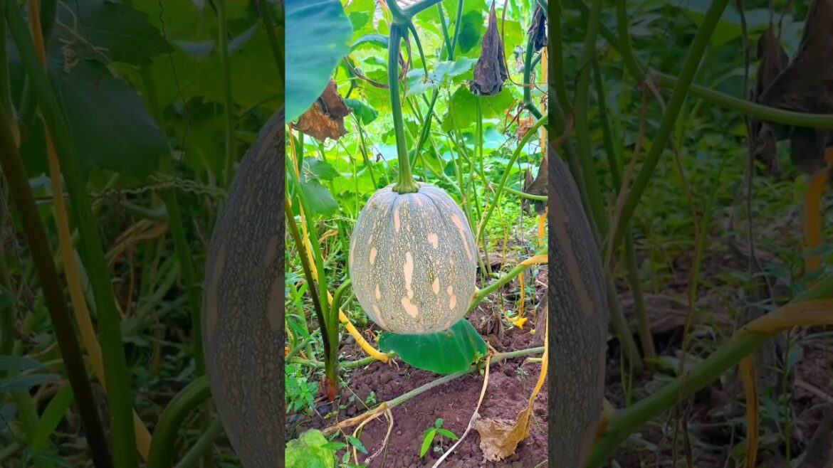 Episode 87:☘️Living in the countryside. #farming #gardening #countryside #rural