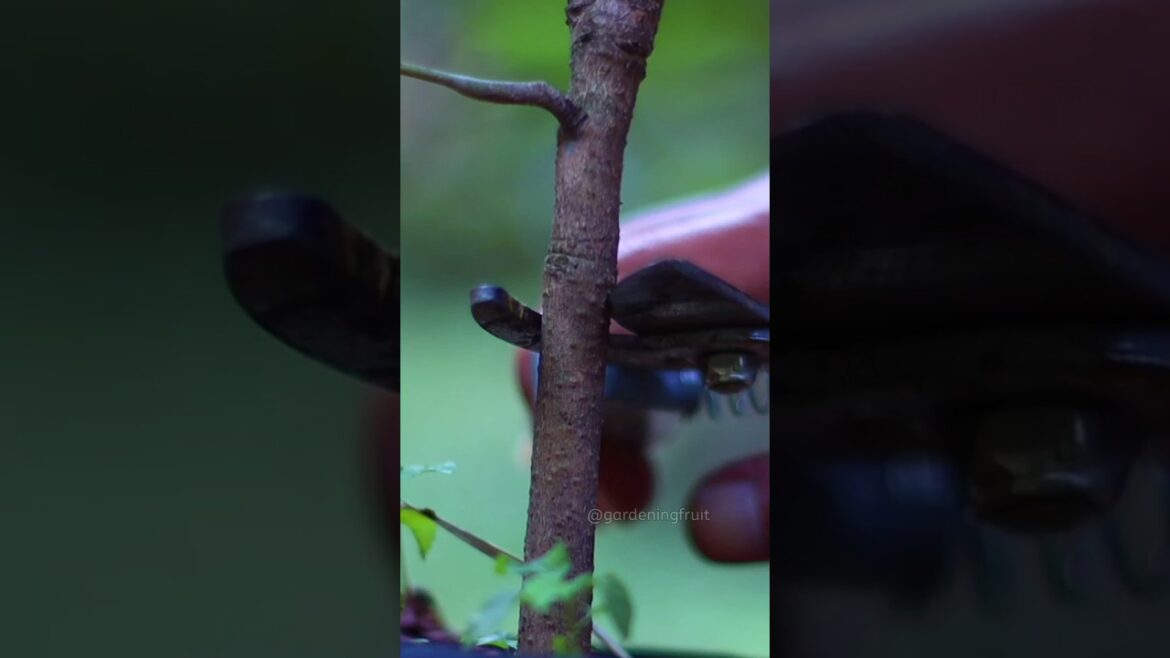 Grafting Fruit Tree Seedling #shorts #gardentips
