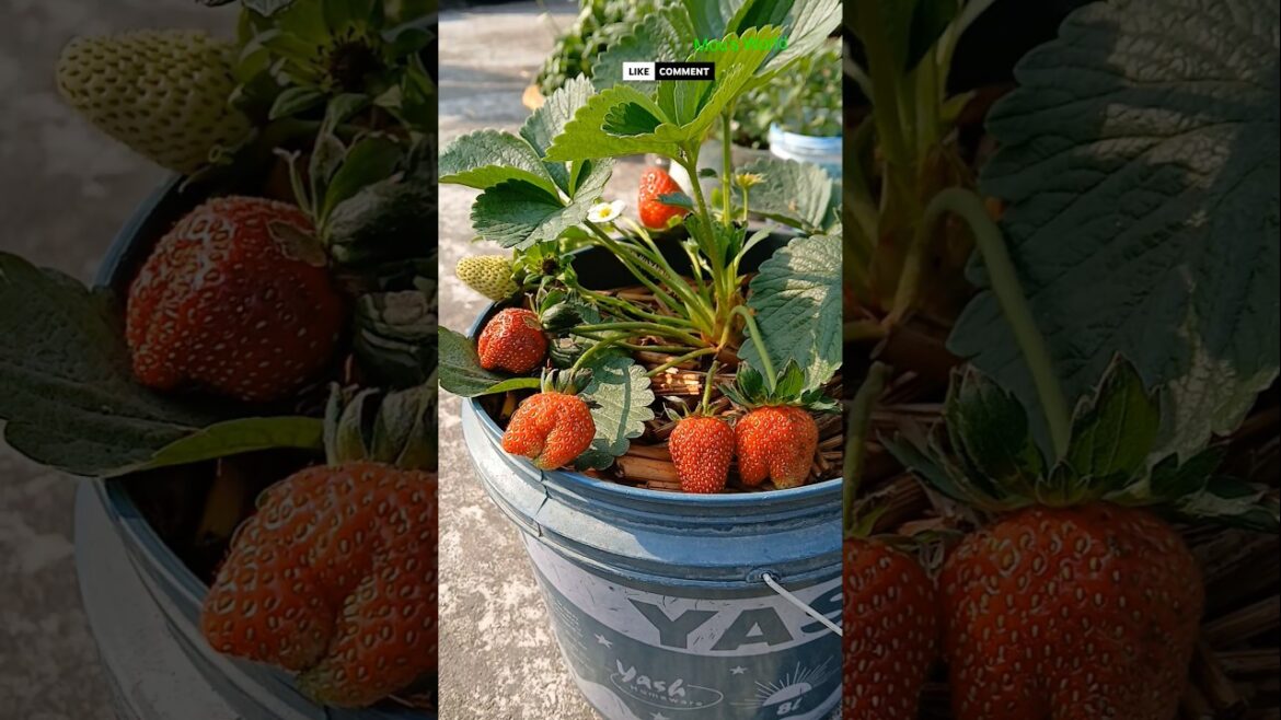 I Grew Strawberries in My Garden#shorts I Grew Strawberries in My Garden#shorts