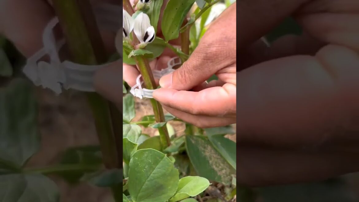Eggplant, pepper, tomato branch tie clip #Sannong tools #saynotoweeds #vegetablegardening #shorts