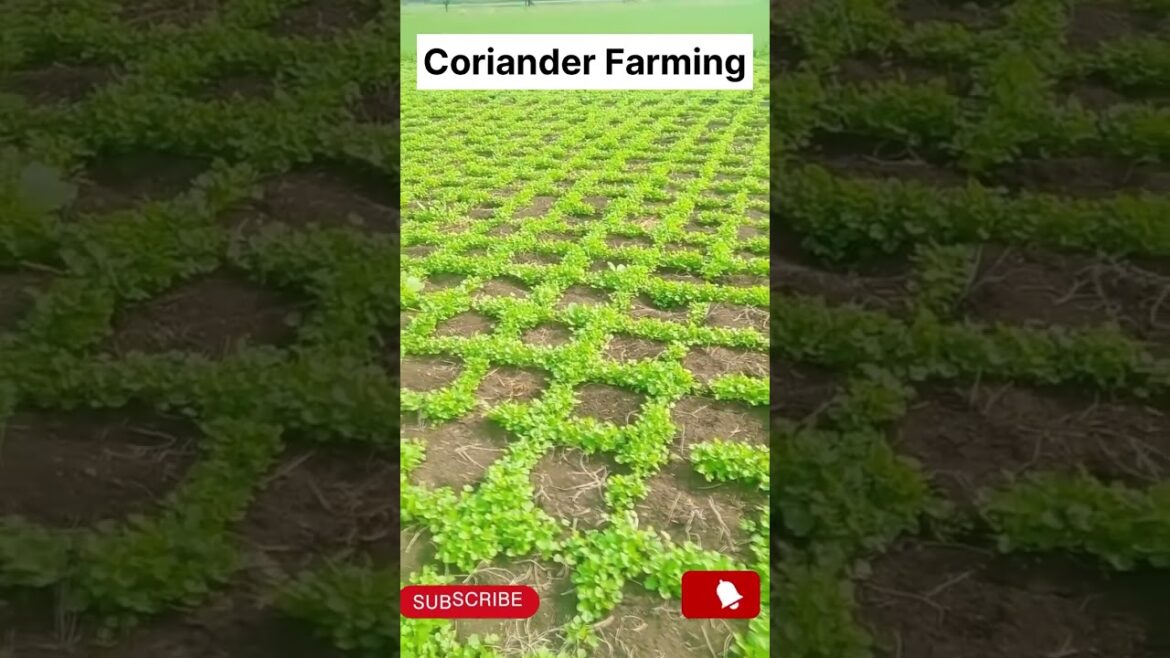 The Fastest Way to Grow Coriander at Home – Start Today #gardening #sorts The Fastest Way to Grow Coriander at Home – Start Today #gardening #sorts
