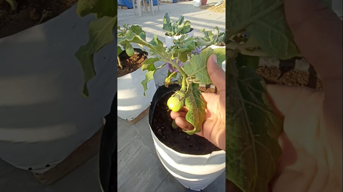 I Grow a Gorgeous Eggplant in My Terrace Garden! #shorts #gardening I Grow a Gorgeous Eggplant in My Terrace Garden! #shorts #gardening