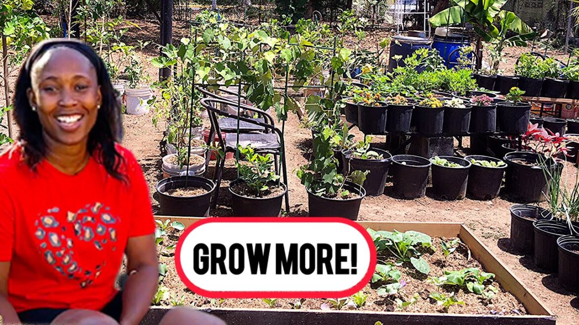 Can You REALLY Grow Lots of Food in the CITY? PART 2