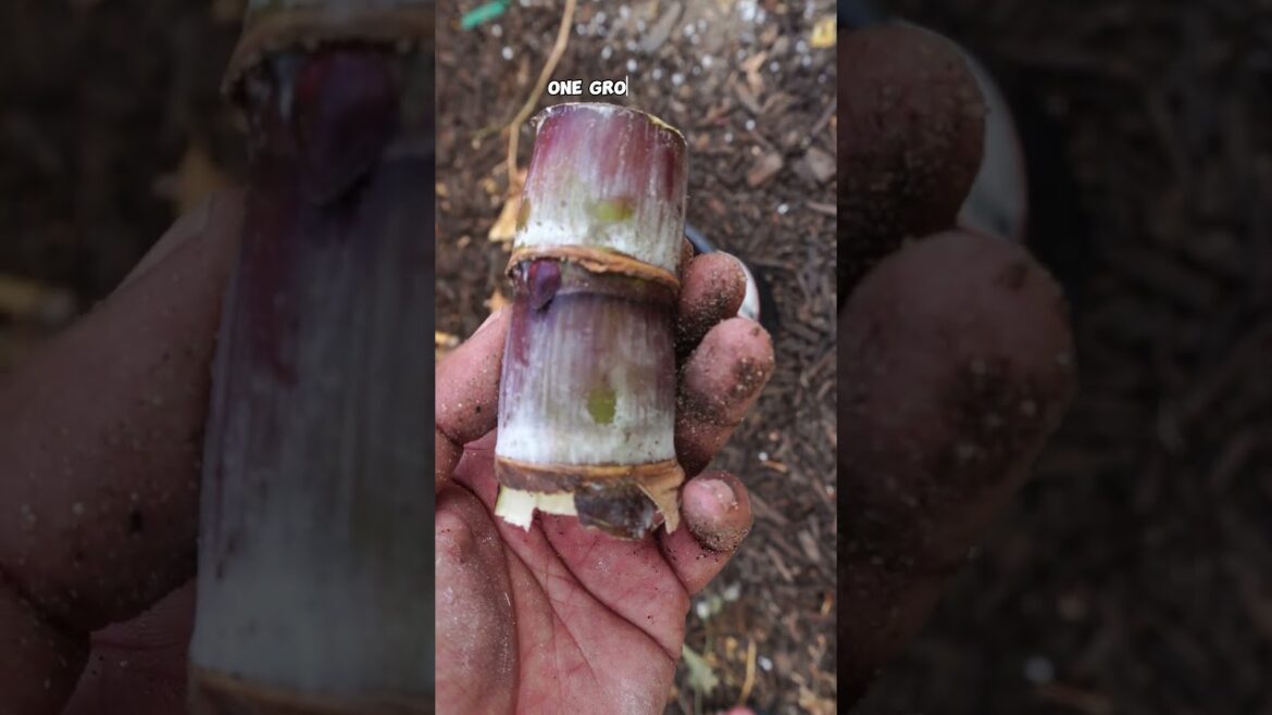 Secret Techniques Farmers Use to Grow Sugarcane FAST! 🌾💧