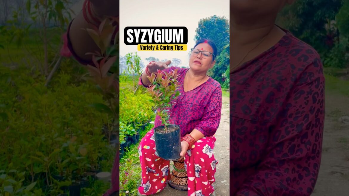 Syzygium Varieties & Care Tips – A Complete Growing Guide! 🌿✨ #shorts #PlantCare #GardeningTips Syzygium Varieties & Care Tips – A Complete Growing Guide! 🌿✨ #shorts #PlantCare #GardeningTips