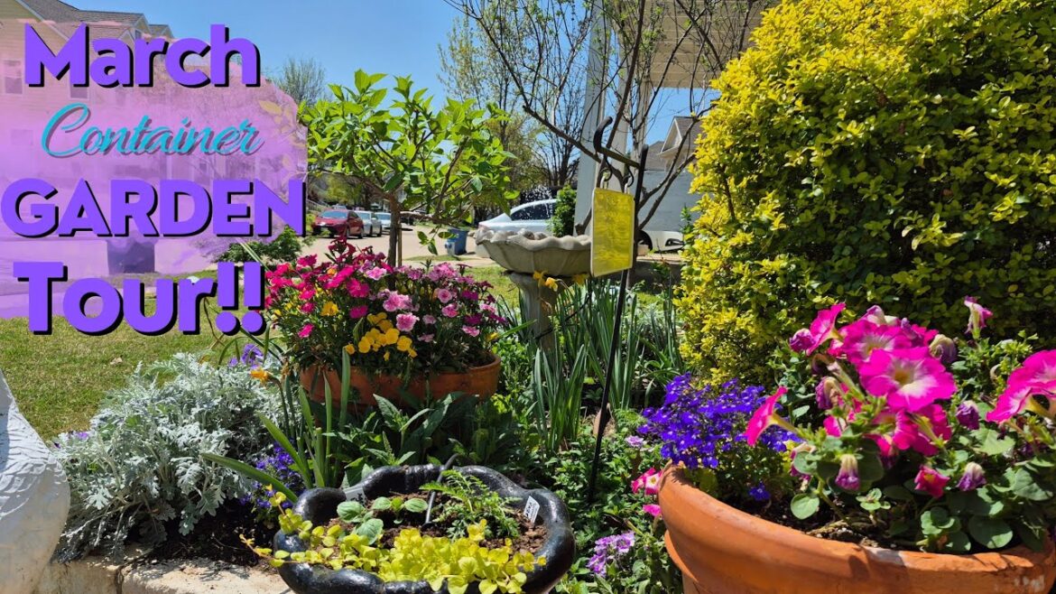 March ’25 Container Garden Tour! Container Designs Using Winter Sown Seedlings! #containergardening March '25 Container Garden Tour! Container Designs Using Winter Sown Seedlings! #containergardening