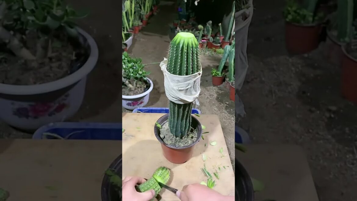 Useful tips for cactus 🌵#plants #gardening #cactus