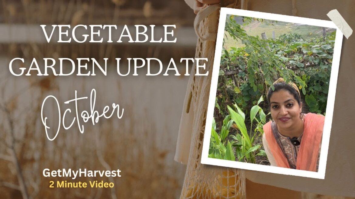 October mein yeh sab lagaya vegetable garden mein | Vegetable Patch Update #gardening October mein yeh sab lagaya vegetable garden mein | Vegetable Patch Update #gardening