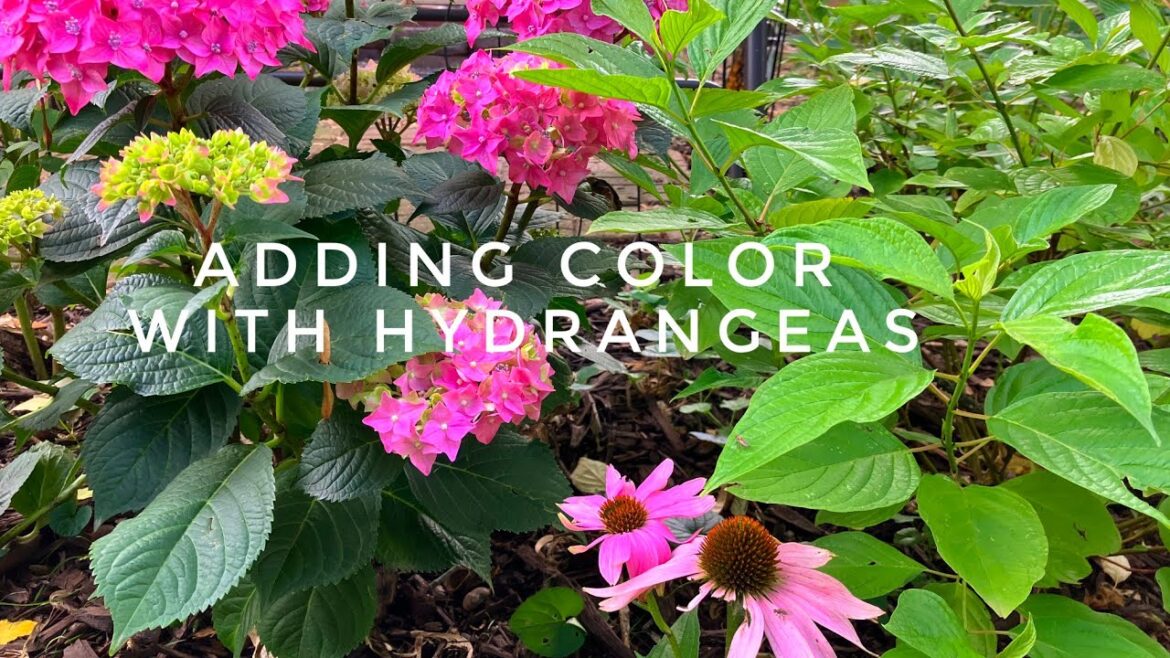Growing with color in the shade:June Tour with hydrangeas and more. Color and shady spots
