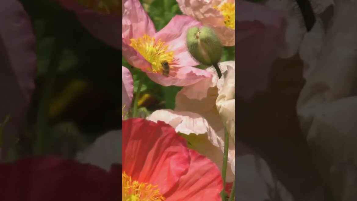 🌱 Top 5 Gardening Trends of 2025! 🌱