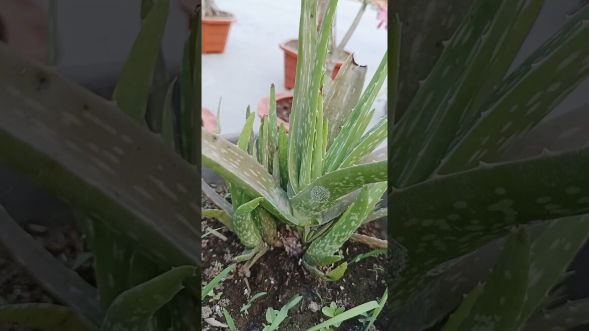 Boost Aloe Growth in Days! Try This Hack! 🚀#shorts #aloevera #growthhacking