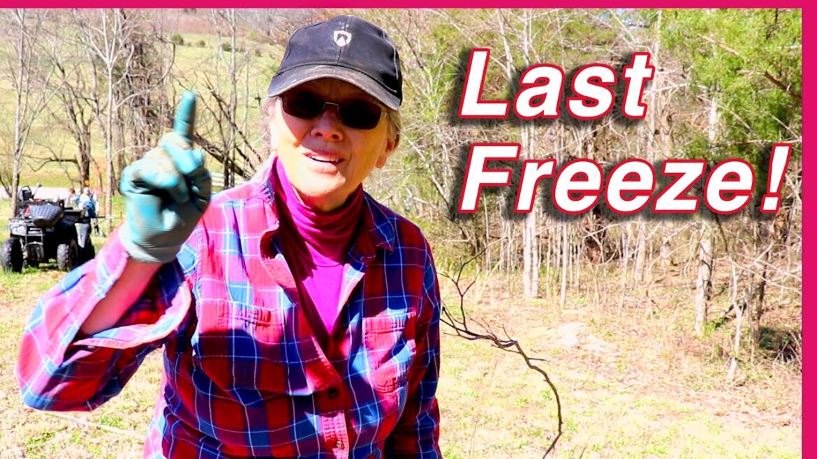 Wrapping up March, Part 1! Seedlings, sunroom challenge, moving hazelnuts and more!