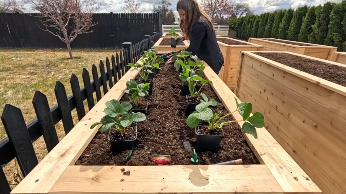 Garden Answer: Iโve Wanted to Do This Project for SO Long!!! The MOST Epic Strawberry Beds! ๐๐๐ Iโve Wanted to Do This Project for SO Long!!! The MOST Epic Strawberry Beds! ๐๐๐