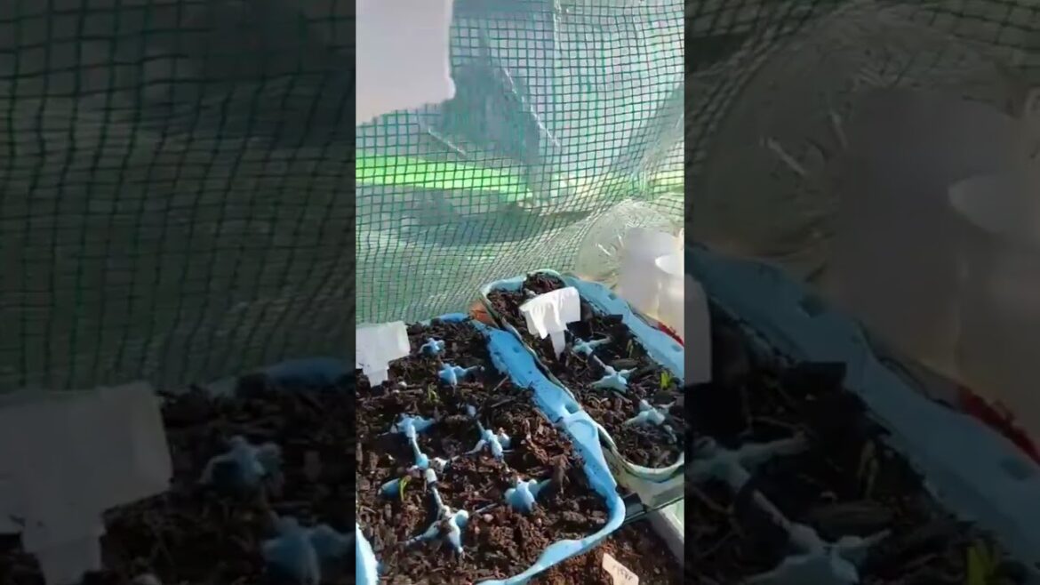 green acres new version#vegetablegardening #greenhouse #raisegraden