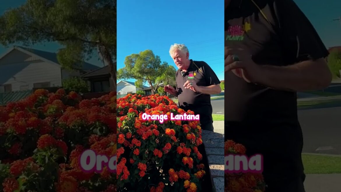 This is the Easiest Way to Get Colour in the Garden… This is the Easiest Way to Get Colour in the Garden…