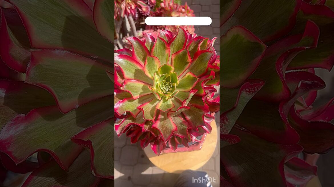 Aeonium Phantom look like being on Fire #aeonium #succulent #plants #garden #design #flowers #ideas
