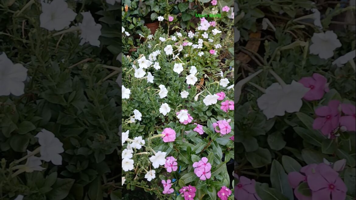 The Magic of Summer Flowers in My Garden#shorts#gardening