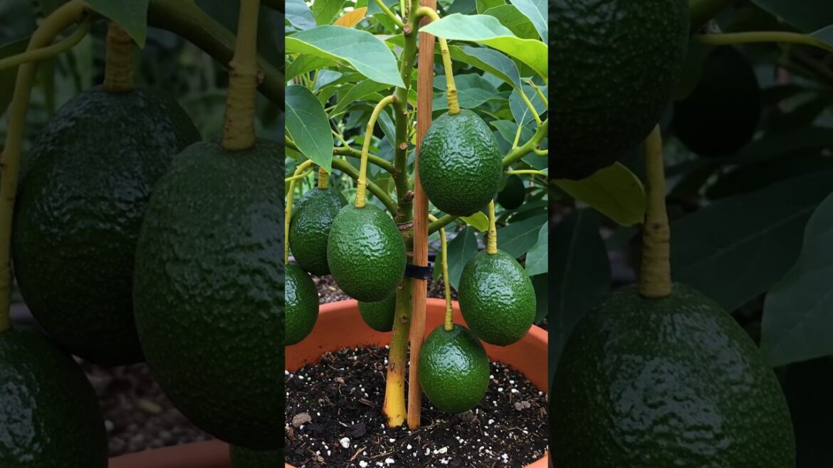 🌿Grow Avocado Trees Faster with These Simple Tips!